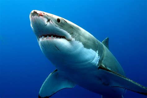 grande tubarão branco